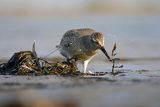 Biegus rdzawy, Calidris canutus