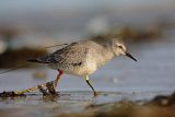 Biegus rdzawy, Calidris canutus