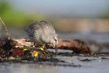 Biegus rdzawy, Calidris canutus