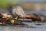 Biegus rdzawy, Calidris canutus