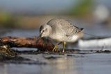 Biegus rdzawy, Calidris canutus