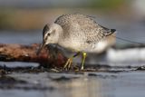 Biegus rdzawy, Calidris canutus