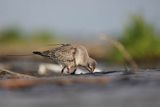 Biegus rdzawy, Calidris canutus