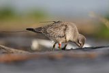 Biegus rdzawy, Calidris canutus