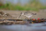 Biegus rdzawy, Calidris canutus