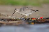 Biegus rdzawy, Calidris canutus