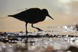 Biegus rdzawy, Calidris canutus