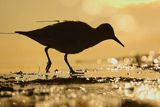 Biegus rdzawy, Calidris canutus