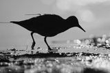 Biegus rdzawy, Calidris canutus