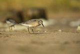Biegus rdzawy, Calidris canutus