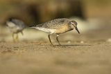 Biegus rdzawy, Calidris canutus