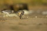 Biegus rdzawy, Calidris canutus