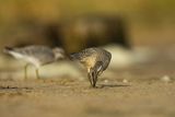 Biegus rdzawy, Calidris canutus