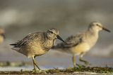 Biegus rdzawy, Calidris canutus
