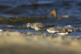 Biegus rdzawy, Calidris canutus