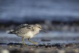Biegus rdzawy, Calidris canutus