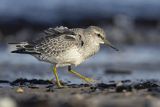 Biegus rdzawy, Calidris canutus