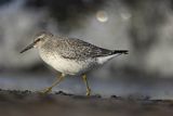 Biegus rdzawy, Calidris canutus