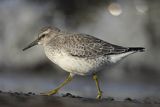 Biegus rdzawy, Calidris canutus