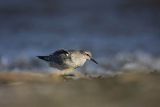 Biegus rdzawy, Calidris canutus