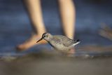 Biegus rdzawy, Calidris canutus