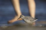 Biegus rdzawy, Calidris canutus