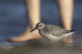 Biegus rdzawy, Calidris canutus