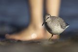 Biegus rdzawy, Calidris canutus