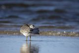 Biegus rdzawy, Calidris canutus