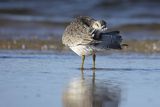 Biegus rdzawy, Calidris canutus