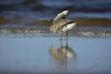Biegus rdzawy, Calidris canutus