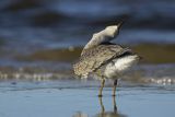 Biegus rdzawy, Calidris canutus
