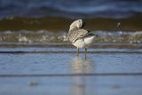 Biegus rdzawy, Calidris canutus