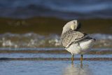 Biegus rdzawy, Calidris canutus