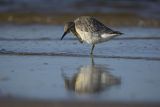 Biegus rdzawy, Calidris canutus
