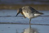 Biegus rdzawy, Calidris canutus