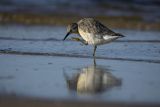 Biegus rdzawy, Calidris canutus