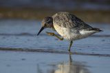 Biegus rdzawy, Calidris canutus