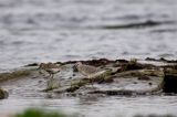 Biegus rdzawy Calidris canutus i biegus zmienny Calidris alpina