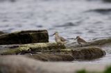 Biegus rdzawy Calidris canutus i biegus zmienny Calidris alpina