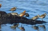 biegus krzywodzioby, Calidris ferruginea i biegusy zmienne, Calidris alpina