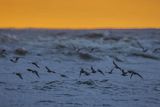 Biegusy w locie nad morzem, Biegus zmienny, Calidris alpina