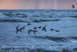 Biegusy w locie nad morzem, Biegus zmienny, Calidris alpina