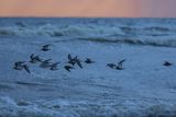 Biegusy w locie nad morzem, Biegus zmienny, Calidris alpina