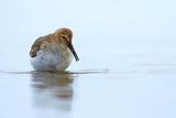 Biegus zmienny, Calidris alpina