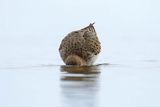 Biegus zmienny, Calidris alpina