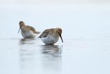 Biegus zmienny, Calidris alpina