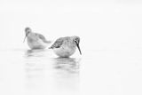 Biegus zmienny, Calidris alpina