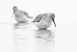 Biegus zmienny, Calidris alpina