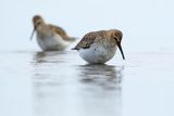 Biegus zmienny, Calidris alpina